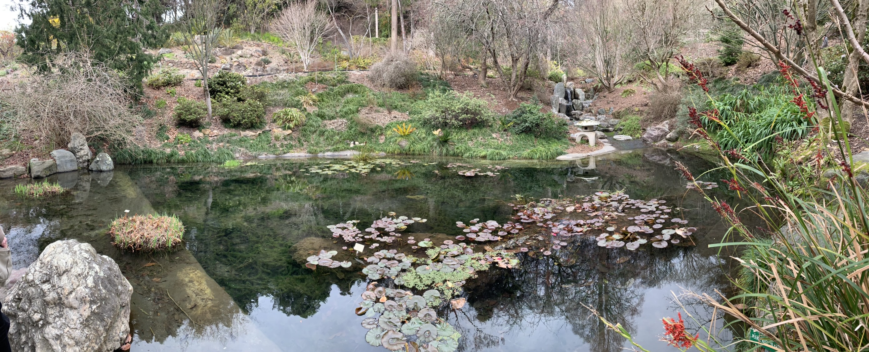 A panorama I took at the UC Berkeley Botanical gardens, a place I love.